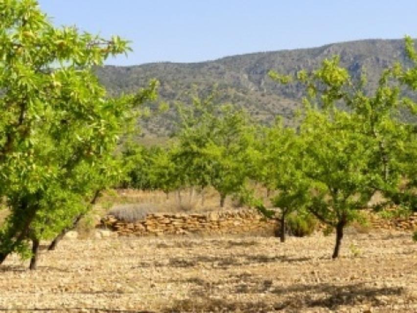 99818-Vrijstaande-villa-midden-in-de-natuur-in-Pinoso-Alicante-5
